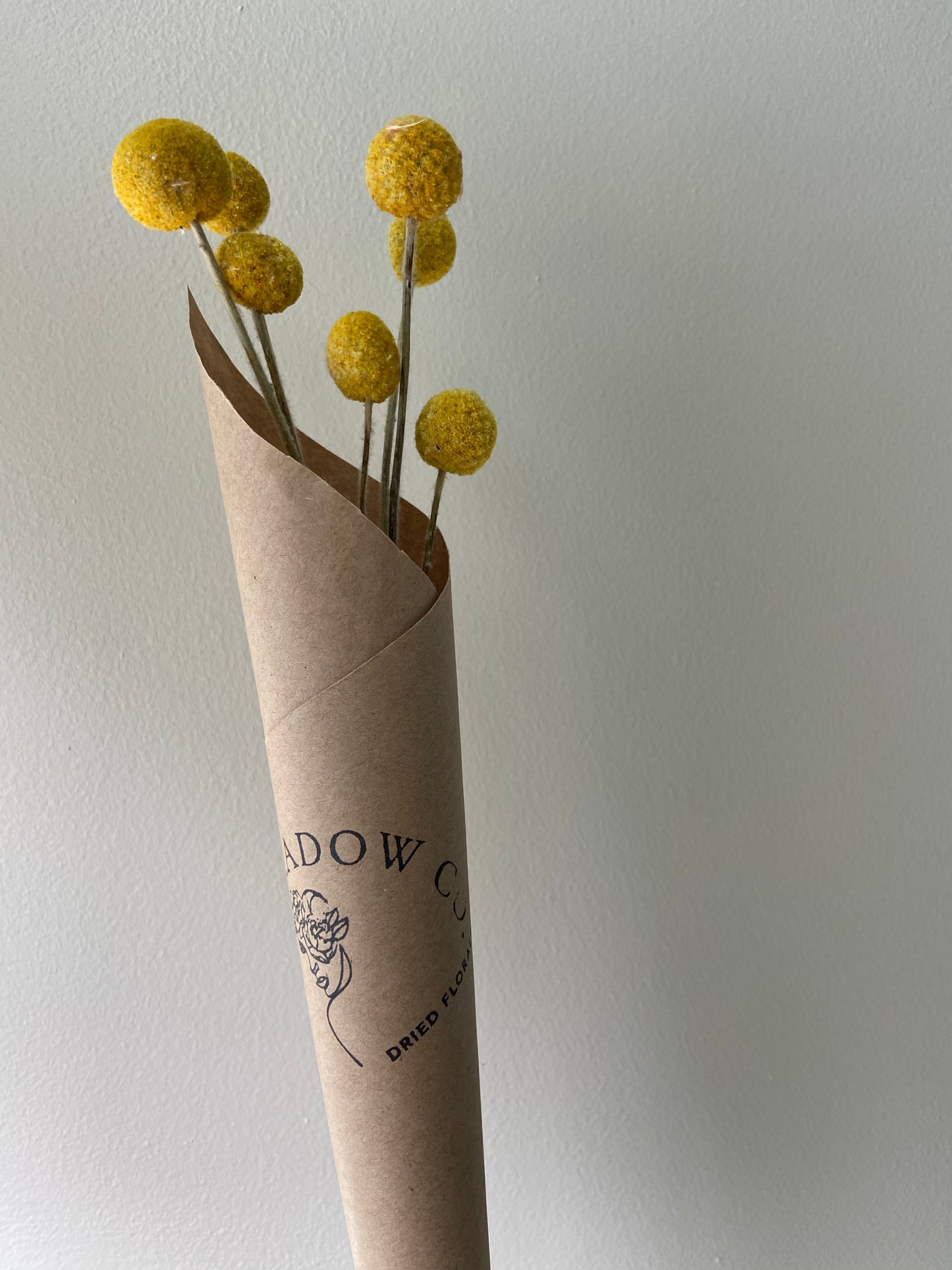 Billy Buttons