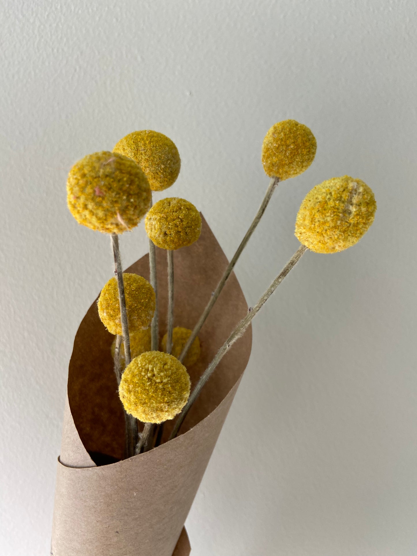 Billy Buttons