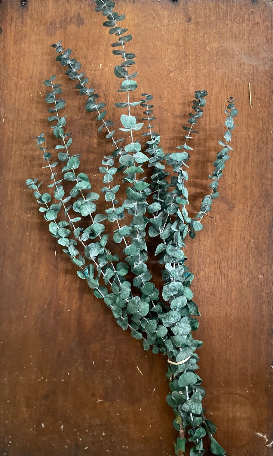 Eucalyptus