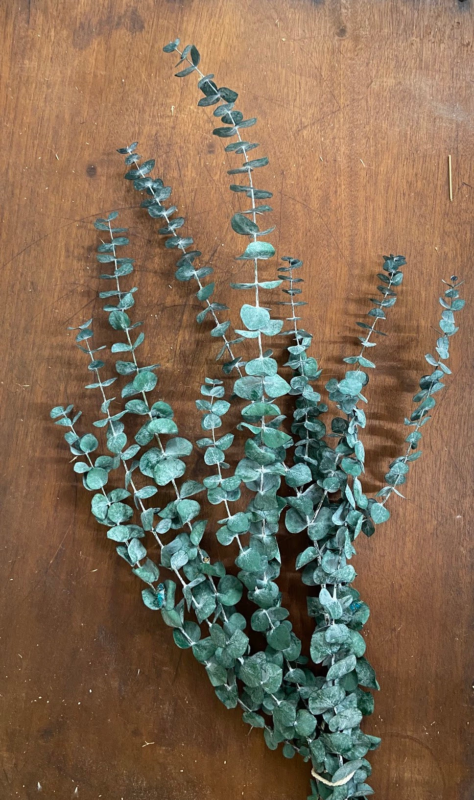 Eucalyptus