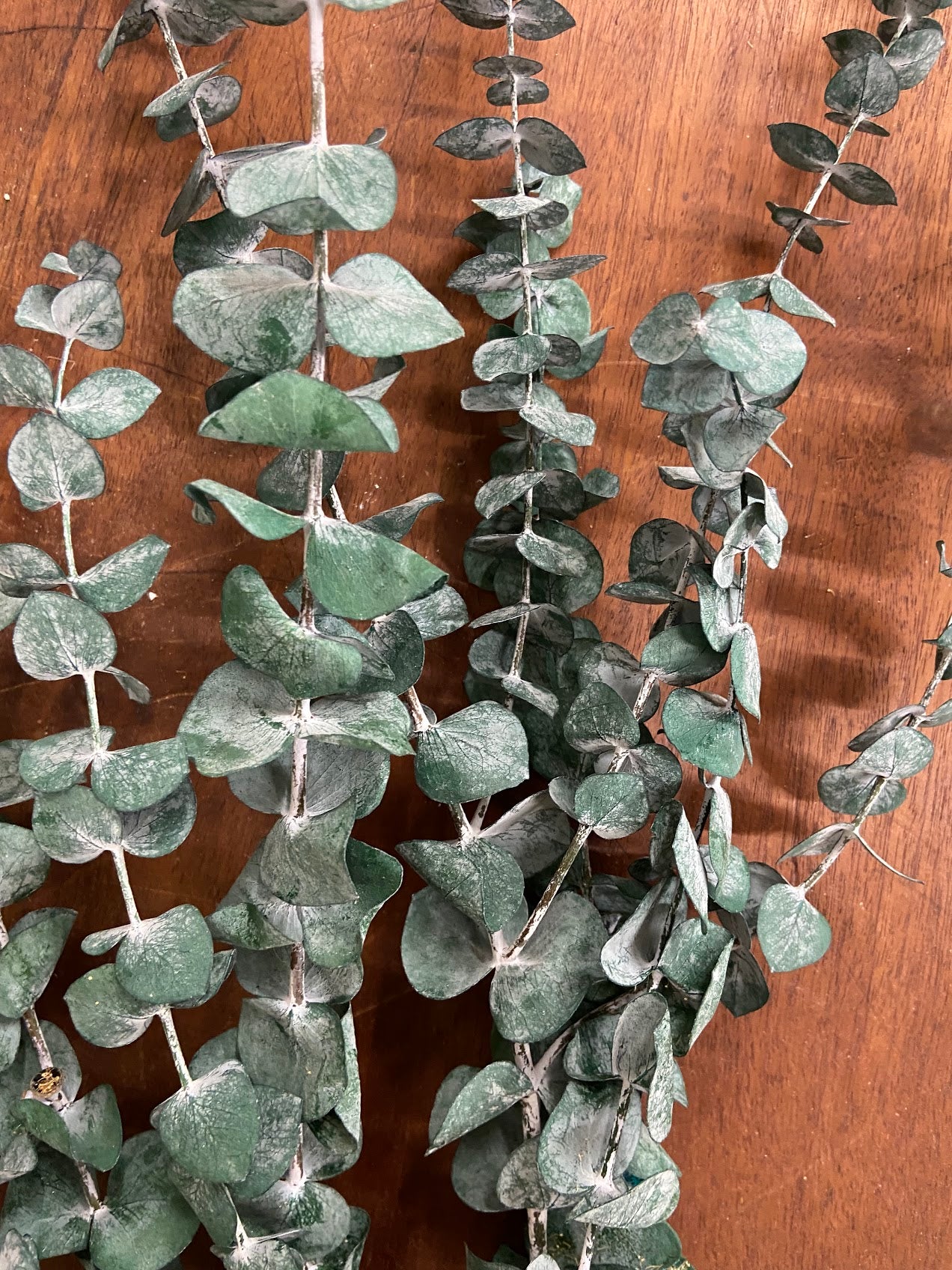 Eucalyptus
