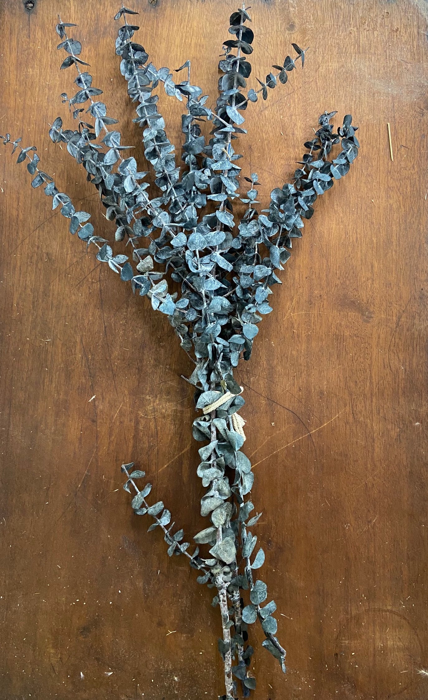 Eucalyptus