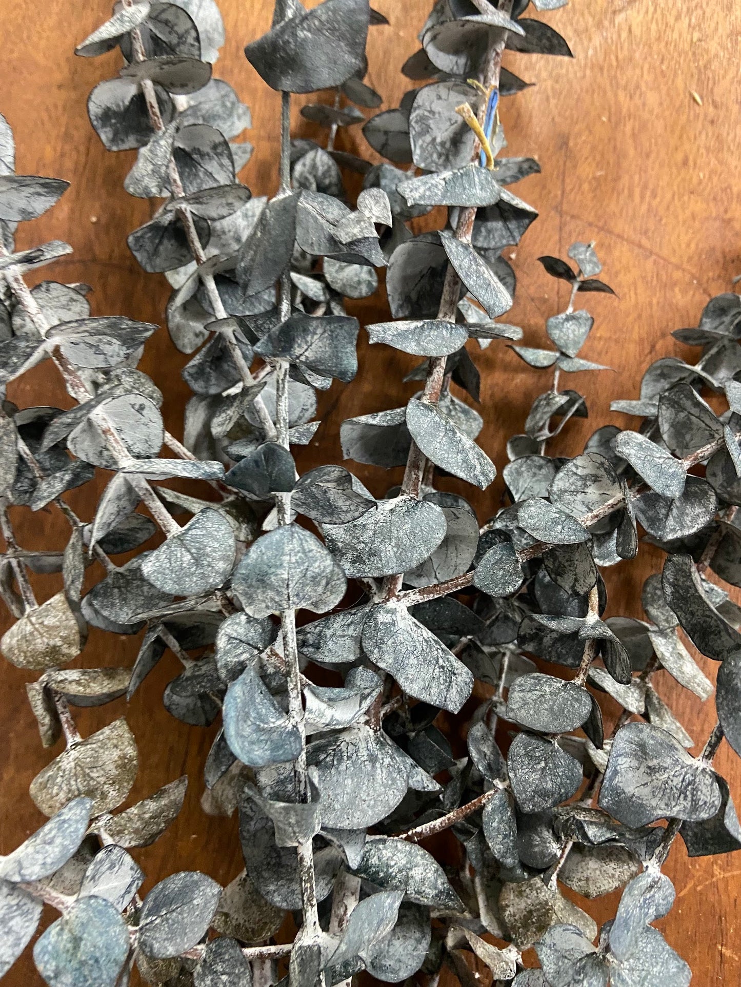 Eucalyptus
