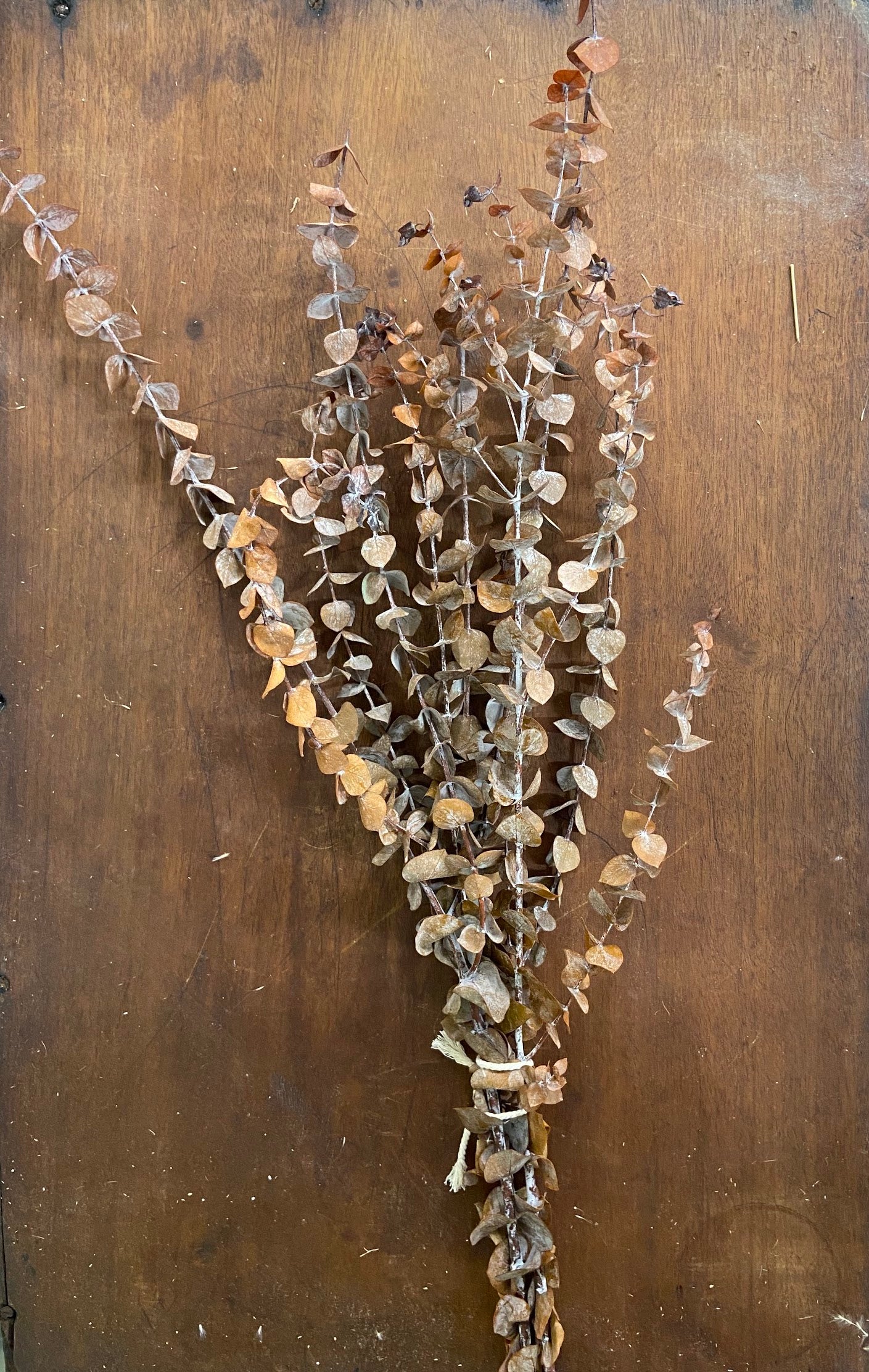 Eucalyptus