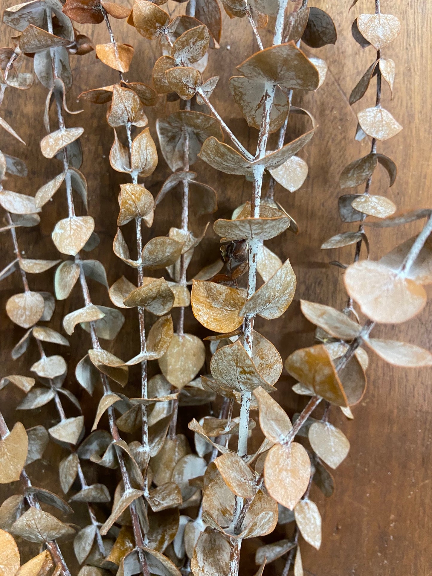 Eucalyptus