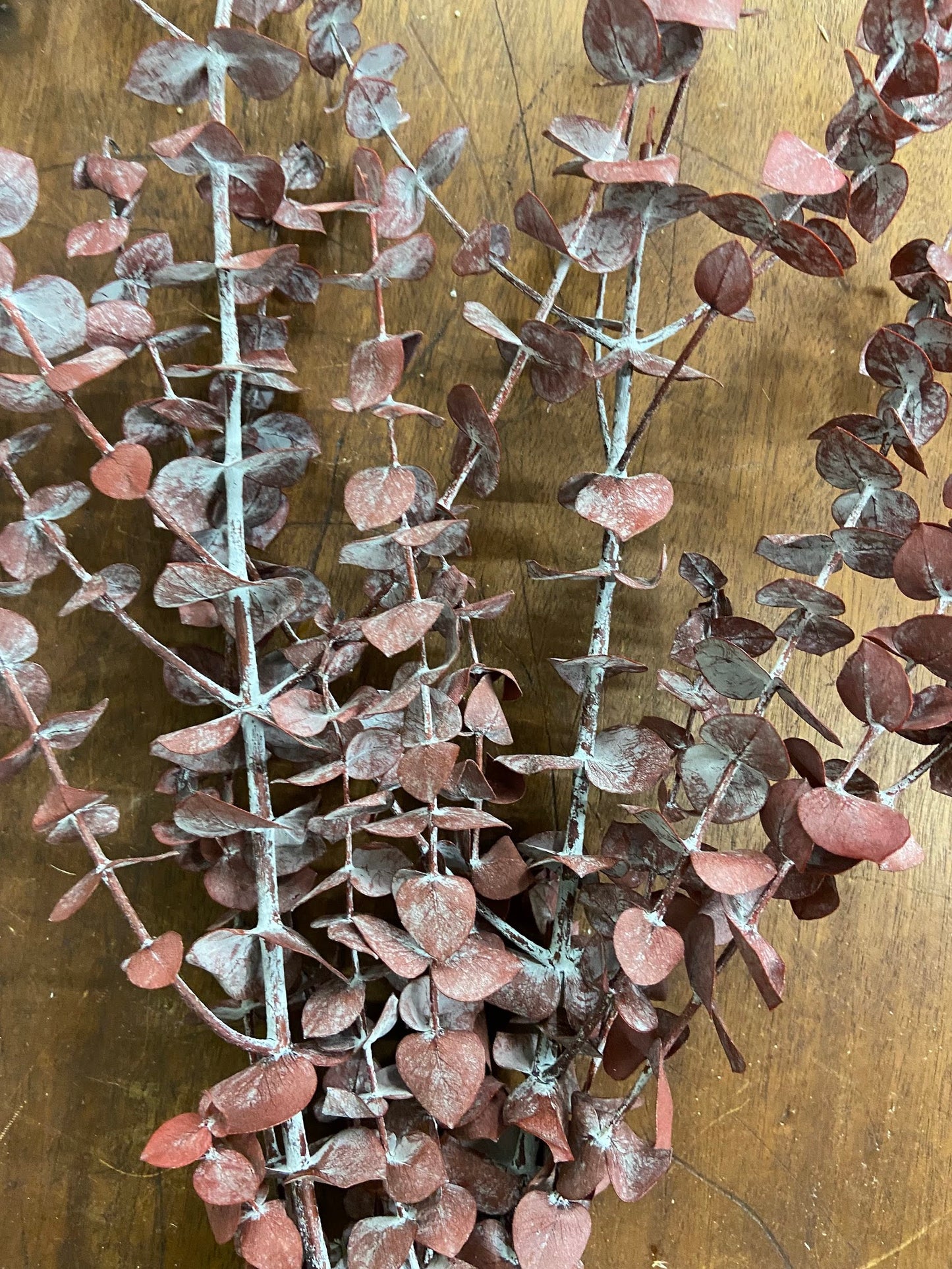 Eucalyptus