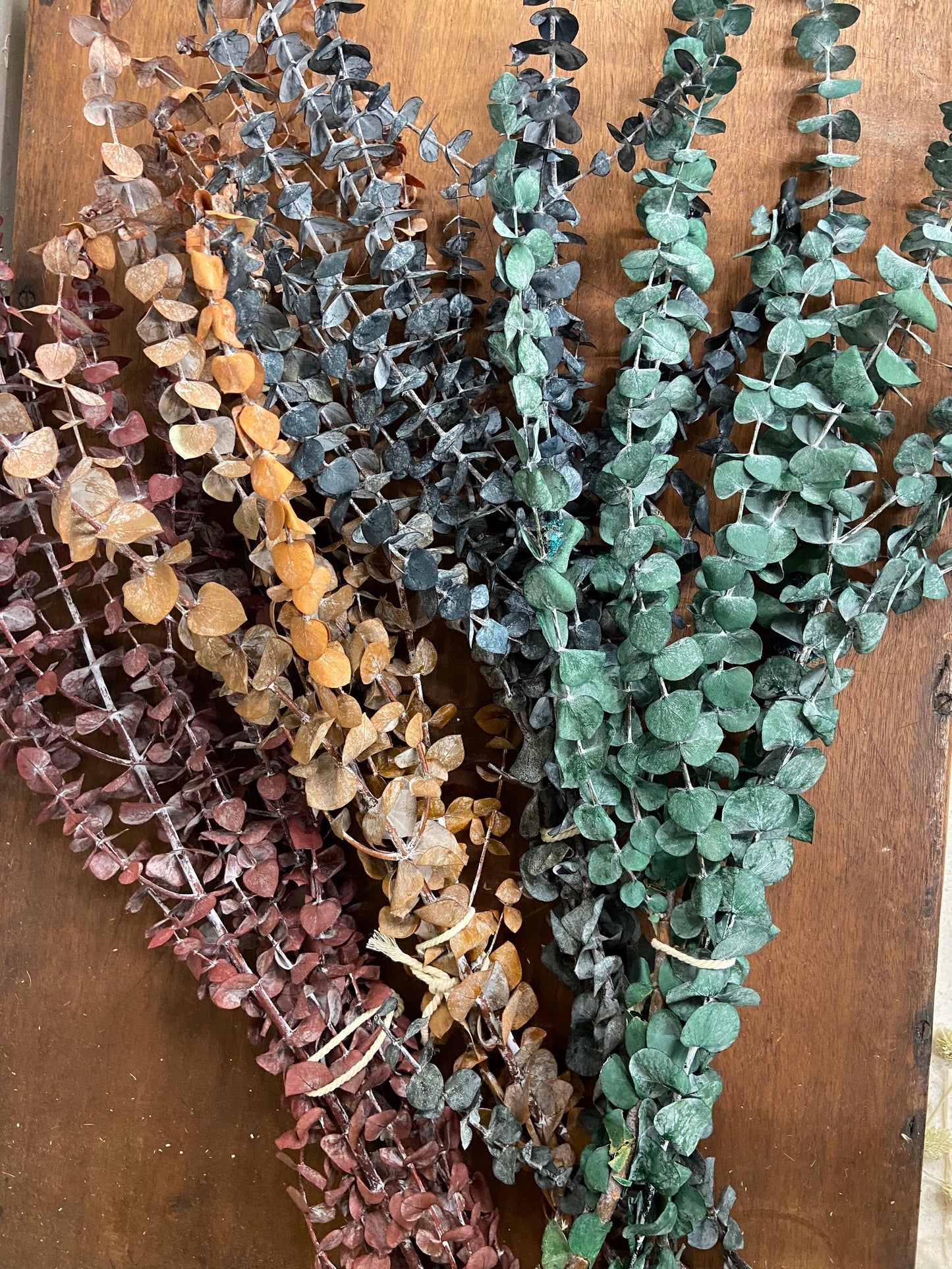Eucalyptus