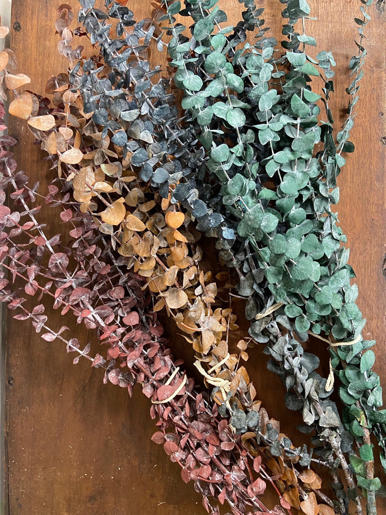 Eucalyptus