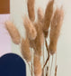 Bunny Tails