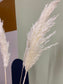 Pampas Grass