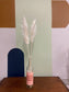 Pampas Grass