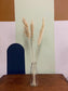 Pampas Grass