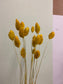 Phalaris