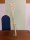 Phalaris