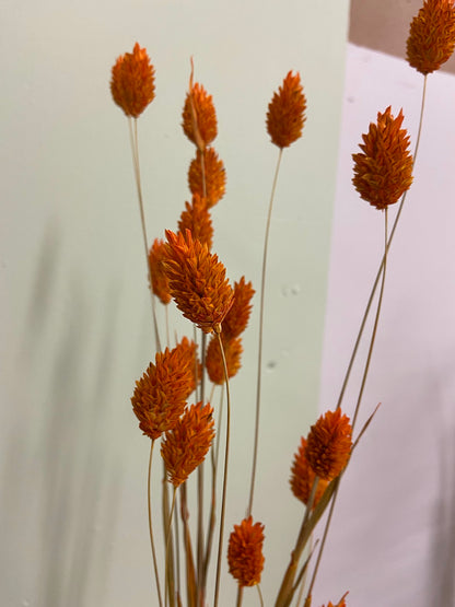 Phalaris