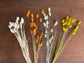 Phalaris