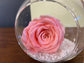Preserved Rose