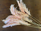 Pampas Grass