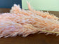 Pampas Grass