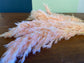 Pampas Grass