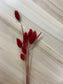 Phalaris