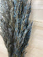 Pampas Grass