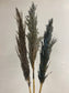 Pampas Grass